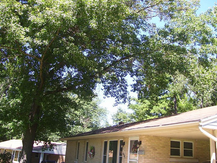 The tree branch hanging over this house is a safety concern in high winds or snow and ice load. Thus, the branch should be removed. (Submitted photo)