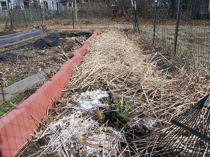 Ideas for using foliage going dormant include using asparagus fronds as cover for spot lawn seeding and using ornamental grass in place of straw, as shown here.