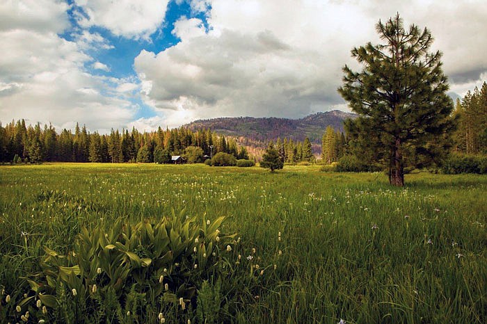 This photo provided by the Trust for Public Land shows Ackerson Meadow in Yosemite National Park, California. Visitors to the park now have more room to explore nature with the announcement the park's western boundary has expanded to include Ackerson Meadow, 400 acres of tree-covered Sierra Nevada foothills, grassland and a creek that flows into the Tuolumne River. 