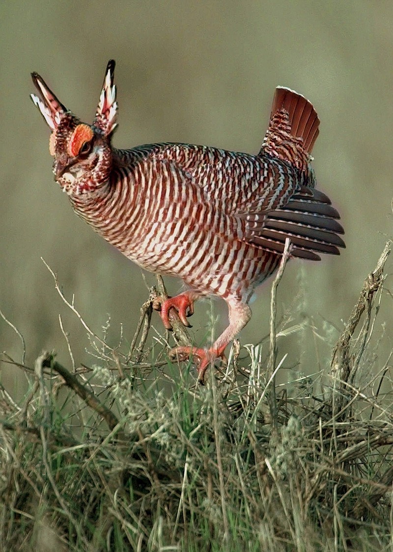 In this April 7, 1999, file photo, a male lesser prairie chicken climbs a sage limb to rise above the others at a breeding area near Follett, Texas.  The fight over a grouse found in pockets across the Great Plains is far from over as industry and state officials worried Tuesday, Sept. 13, 2016,  that relisting the lesser prairie chicken as a federally protected species could mean hundreds of millions of dollars in added costs for oil and gas developers, renewable energy companies and farmers. 