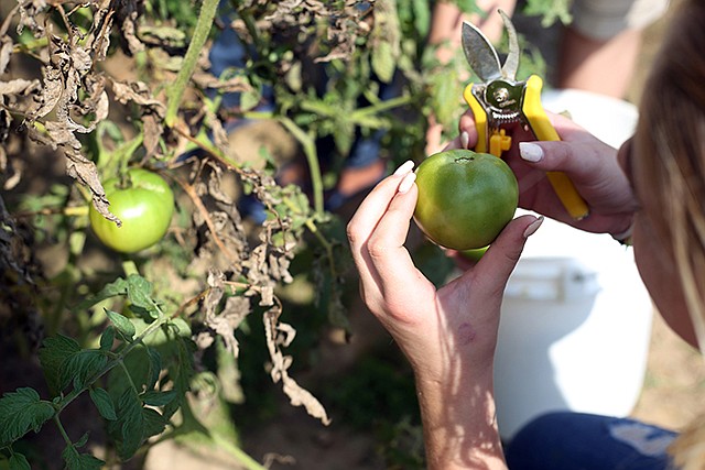 A student picks tomatoes Thursday at the NEEED Project Heart of Missouri Garden in Jefferson City. The picked tomatoes will be returned to the JCPS Academic Center and made into salsa.