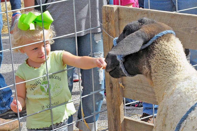 Sophia Ranow, 2, was fascinated by the variety of animals at the California FFA Chapter's annual barnyard as part of the Ozark Ham and Turkey Festival Saturday, Sept. 17, 2016.