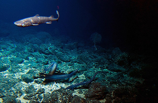 A deep sea shark and several eels are attracted to bait placed at the summit of the Cook seamount, seen from the Pisces V submersible during a dive Sept. 6 to the previously unexplored seamount off the coast of Hawaii's Big Island. Seamounts are hotspots for marine life because they carry nutrient-rich water upward from the sea floor. 