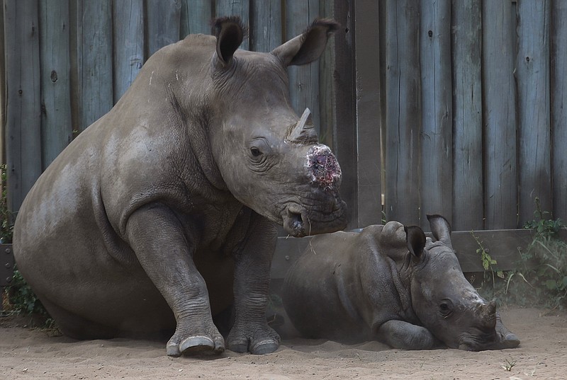 In this file photo taken Monday, Feb. 15, 2016 a dehorned rhino and her calf in their corral at a rhino orphanage in the Hluhluwe-iMfolozi Game Reserve in the KwaZulu Natal province South Africa. Eager to stop wildlife poaching, some in Africa are taking the drastic step to de-horn rhinos before the illegal hunters do.