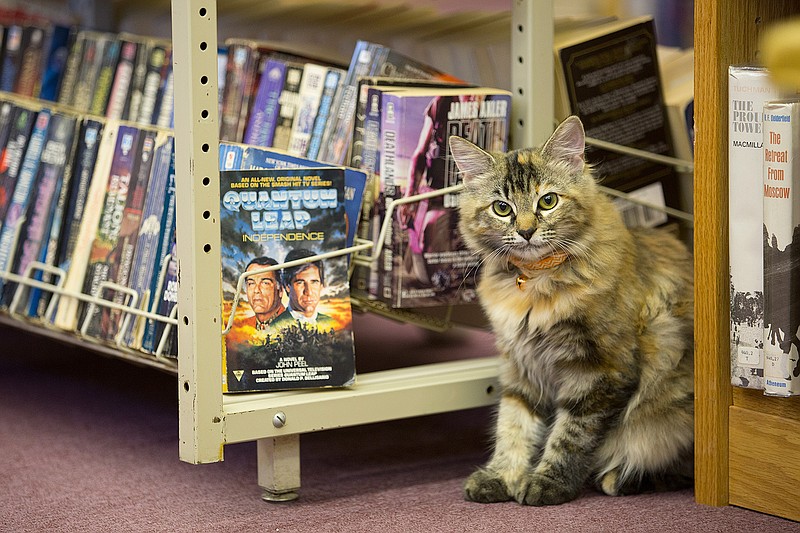 The Ashdown, Ark., Library has adopted a tabby cat named Madeline from the Ashdown Animal Shelter. Librarian Maureen Nations said the 6-month-old feline likes to sit in patrons laps while they read. 
