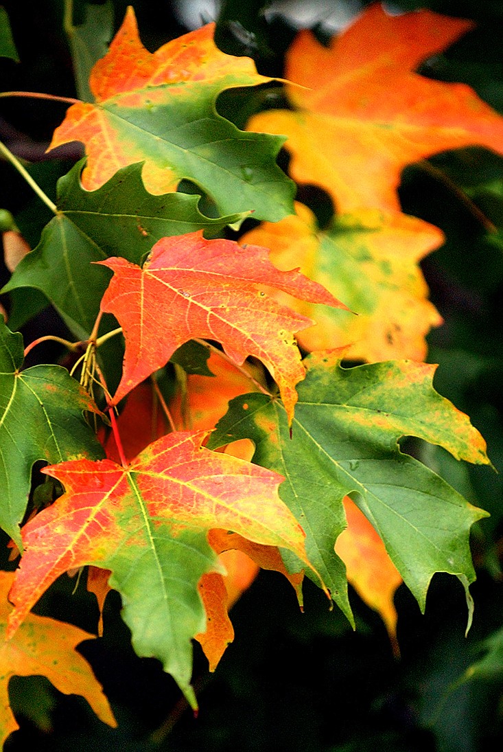Two things must happen for leaves to turn colors. "First, sugars produced by photosynthesis are trapped inside leaves by chilly — but not freezing — autumn nights," Missouri Department of Conservation Resource Forester Cory Gregg said. "Those sugars are the building blocks for red, yellow, orange and purple pigments. Cool nights simultaneously cause the breakdown of green pigments, allowing these other colors to show through."