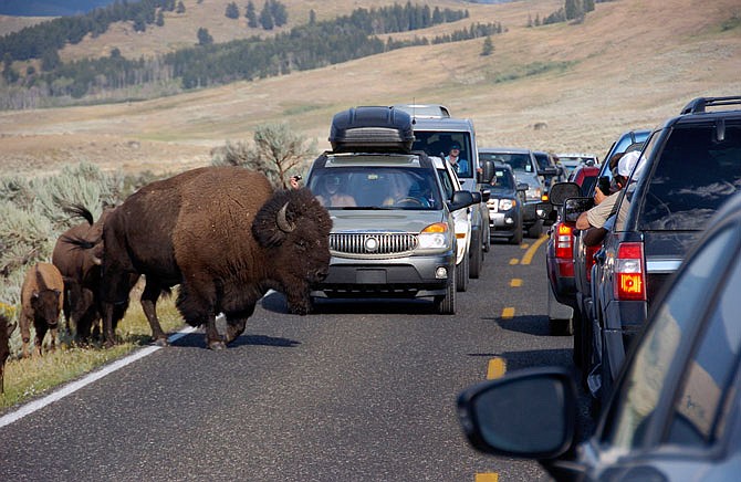 A large bison blocks traffic as tourists take photos of the animals in the Lamar Valley of Yellowstone National Park in Wyoming. Park administrators appear to have lost ground on a 2009 pledge to minimize cellphone access in backcountry areas. 