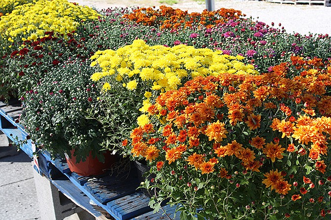 A rainbow of mums at Ace Hardware. Hearty mums will happily come back year after year, growing each time.