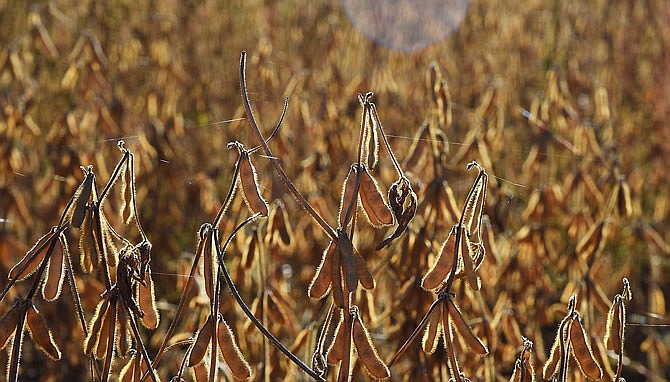 Soybeans are seen before harvest. This year's bumper crop of soybeans and corn could create storage issues. 