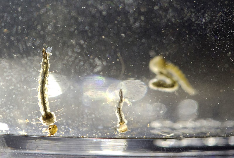 In this Wednesday, Aug. 24, 2016 file photo, Aedes Aegypti mosquito larvae swim in a container at the Florida Mosquito Control District Office in Marathon, Fla. A first look at U.S. children who were infected with Zika virus suggests the germ typically causes _ at worst _ only a mild illness in children, according to a report released by the Centers for Disease Control and Prevention on Friday, Sept. 30, 2016.
