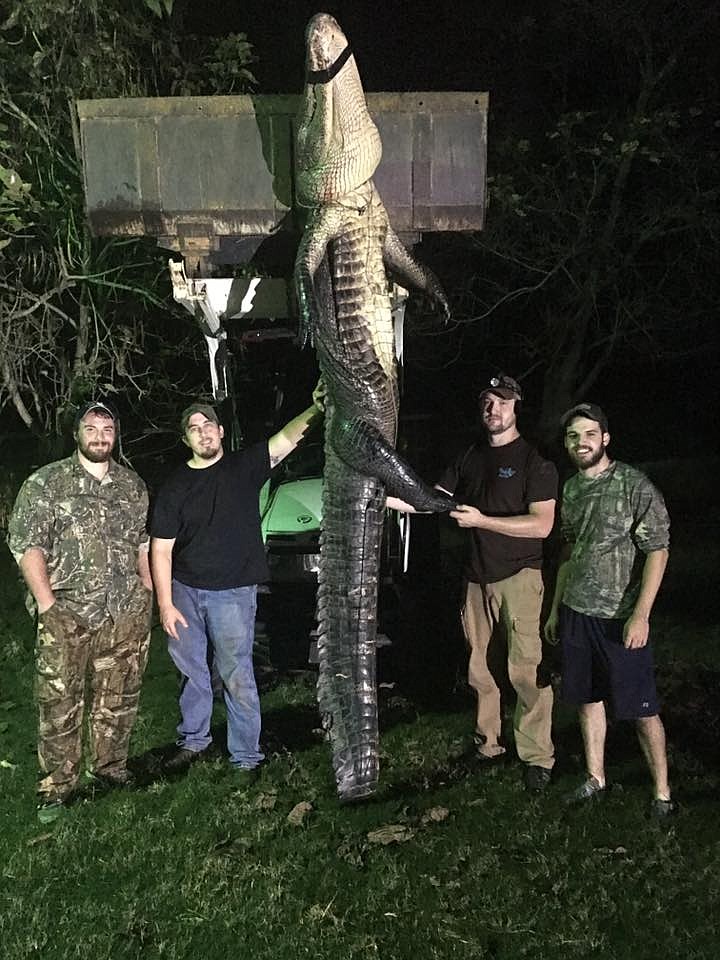 A 12-foot-1-inch alligator that was killed during a hunt Sept. 24 is held up by a tractor. The permit was issued to Josh Thomson of Ashdown, Ark. Hunters included, from left, Jeremy Jones of De Queen, Ark., and Thomson, Jesse Hinton and Royce Mullins of Ashdown.