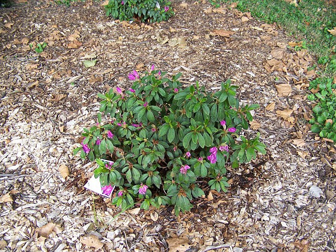 The azalea pictured was planted this spring, and the photo was taken Oct. 3 showing the new varieties of re-blooming azaleas really do re-bloom.