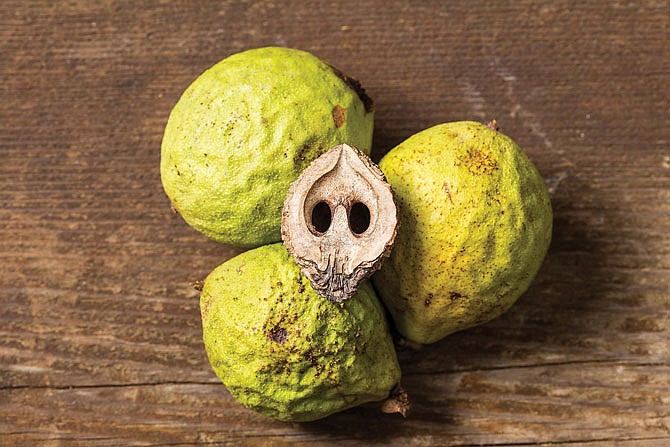 Black walnuts that fall from trees in your backyard are good for you, if you're willing to put in the effort to crack them open.