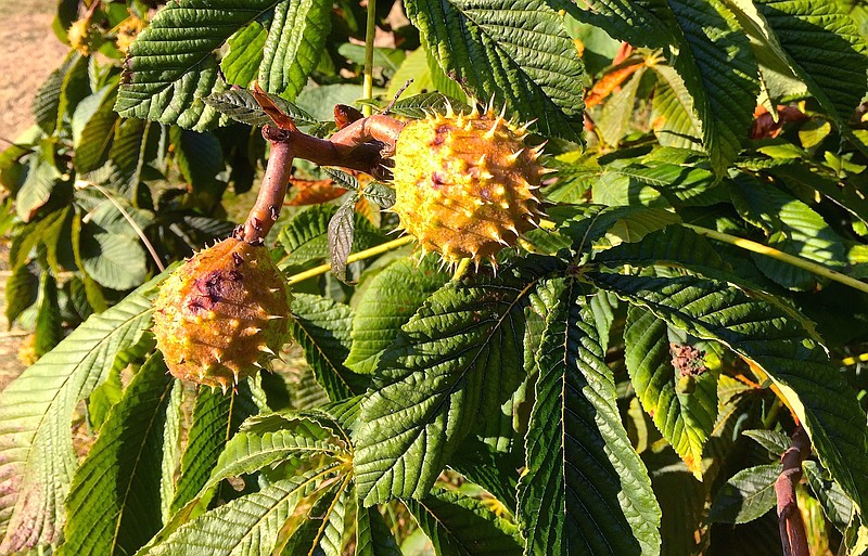 While there are scores of versatile nut trees from which to choose for your yard, not all produce crops that are edible. Horse chestnuts, like these photographed growing in a pasture are toxic and not for eating.