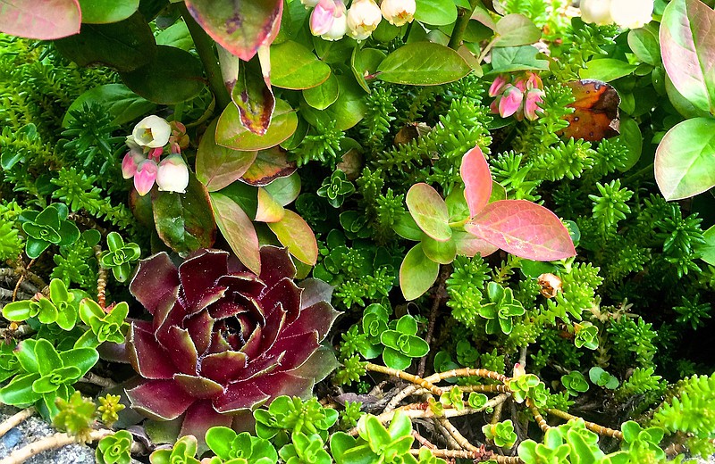 This April 15, 2016 photo provided by Dean Fosdick, shows a succulent mix in Fosdick's Langley, Wash., greenhouse. Think of succulents as the new African violets. They thrive indoors or out. Succulents are easy to deal with, are resistant to disease and thrive in the dry humidity common inside homes in winter.