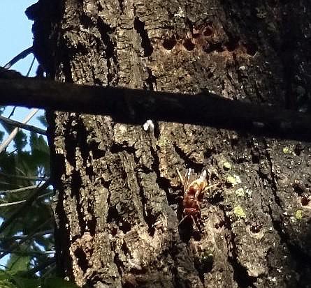 A European hornet is shown on an elm tree. Note the holes in the upper part, which are consistent in size and pattern with the yellow belly sapsucker, a protected migratory bird.