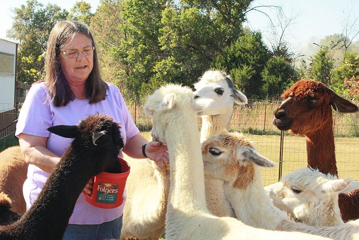 Ann Mayes gives her herd alpaca chow as a treat.