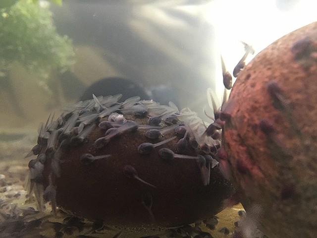 Two-day-old Puerto Rican crested toad tadpoles are seen Oct. 12 clinging to a rock at the Oakland Zoo in California. Wiggling despite the illumination of the seatbelt sign, thousands of critically endangered baby toads bred at the zoo flew to Puerto Rico to re-establish a population of technicolor native toads that had long been thought extinct.