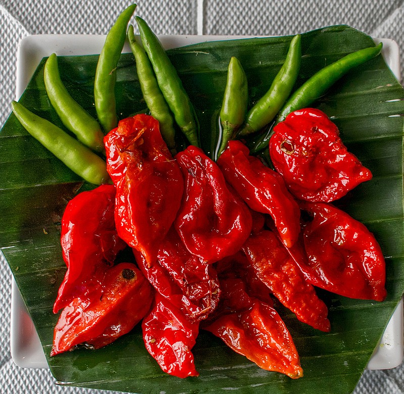 Bhoot Jolokia (Ghost Chili pepper)