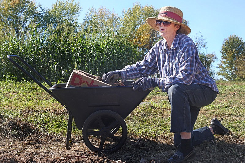 Garden owner Helene Richardson harvests sweet potatoes Saturday, Oct. 22, 2016 at the NEEED Project gardens. Some of the potatoes harvested will be distributed immediately to local organizations serving those in need, while some will be put in storage to be cured and distributed in time for Thanksgiving.