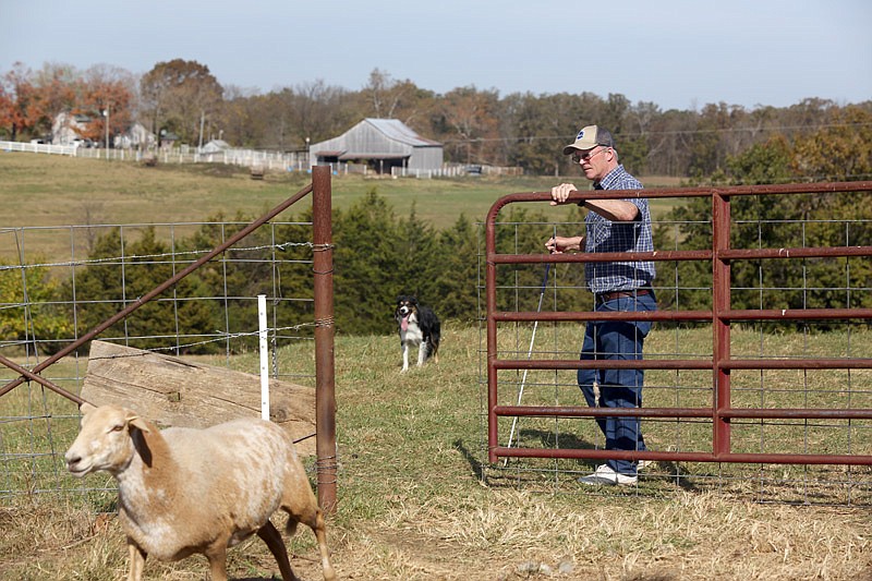 Alasdair MacRae and his border collie, Tweed, herd sheep into the exhaust pen after competing Saturday, Oct. 29, 2016 at the Happy Hollow Sheepdog Trial in Russellville, Mo. MacRae, 57, is from Vichy and has been competing since 1979.
