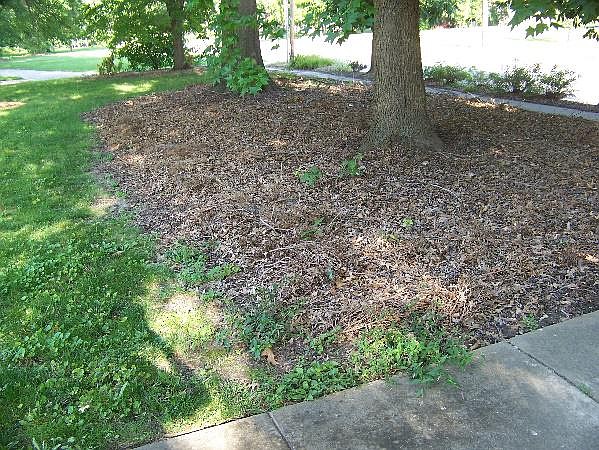 Leaves are a good mulch around trees, but a thick layer is needed for weed suppression. This photo was taken in mid-July. 