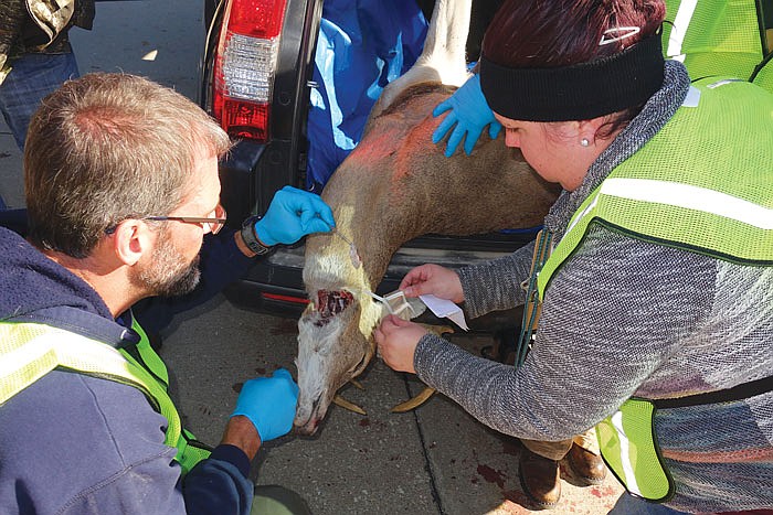 At left, Mark Raithel takes a lymph node from the neck of a deer that was shot on Sunday, Nov. 13, 2016 during the opening of Missouri's firearms deer season, while Sarah Crocker holds out a bag for him to put it in. Both are employees of the Missouri Conservation, which, for the first time in 2016, made it mandatory for hunters to bring their deer to chronic wasting disease sampling stations for testing. This station was at Russellville High School.