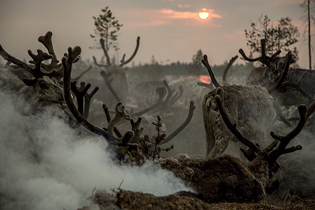 The Moltanovs' reindeer pasture is shown at sunset July 11 in the family traditional reindeer herding camp in Russia's northern Yamal region. The indigenous reindeer herders in Russia's northern Yamal Region, a remote section of Siberia where winter temperatures can sink below minus 58 degrees, are facing a man-made threat as officials push ahead with an unprecedented culling that calls for at least one in seven of the Yamal's reindeer to be slaughtered.