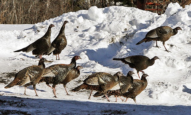 Wild turkeys walk through a snowy farm yard in February 2009 in Williamstown, Vermont. Nearly a half century earlier, the wild birds that have come to symbolize Thanksgiving in the United States were almost gone from the Vermont countryside. In 2016, they number in the tens of thousands ... a success story of wildlife restoration.