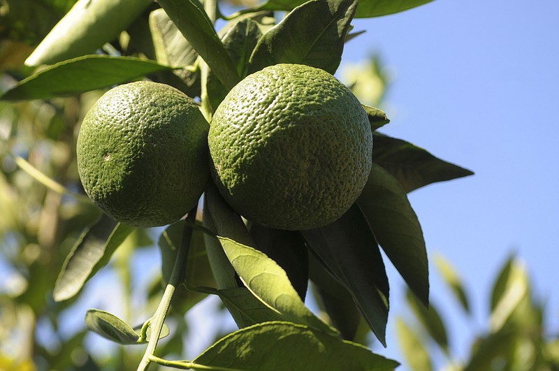 Dry rot in satsumas caused by leaffooted bugs