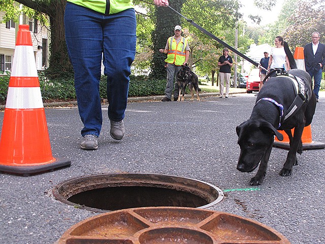 A dog from Maine-based Environmental Canine Services investigates a manhole Sept. 21 in Fair Haven, New Jersey, to sniff out source of human waste that might be making its way into waterways at the Jersey shore. The company's dogs identified more than 70 spots in multiple towns near the Navesink River where broken or leaky sewer pipes or other problems might be letting pollution into the river.