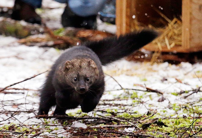 A Pacific fisher takes off running Friday after being released into a forest at Mount Rainier National Park, Washington.