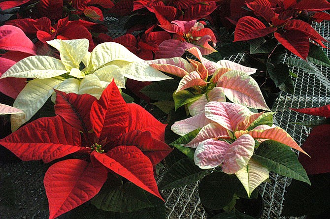 Poinsettia plants come in other colors besides just red.