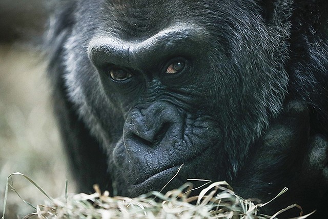 Colo, a western lowland gorilla, rests in her enclosure Dec. 15 at the Columbus Zoo, in Columbus, Ohio. Colo, the very first born and oldest surviving gorilla in captivity celebrated her 60th birthday Thursday.