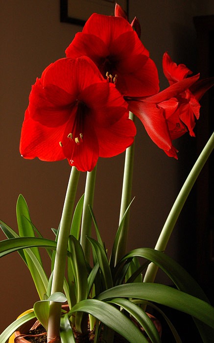 University of Missouri Extension Amaryllis, shown here, have vigorous bulbs that can produce flowers up to 6-8 inches in diameter.