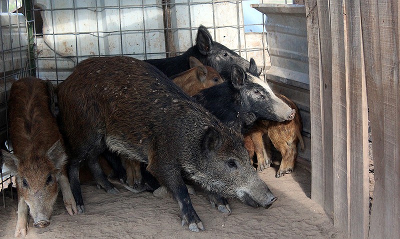 In this photo taken Oct. 20, 2016, feral hogs are enclosed at Jason Bond's ranch near Snyder, Texas. Feral hogs cause their share of trouble but if you like bacon and pork chops, Texas' pig problem has a swine solution.