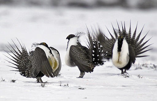 In this April 20, 2013 file photo, male greater sage grouse perform mating rituals for a female grouse, not pictured, on a lake outside Walden, Colo. The Obama administration will release five possible plans Thursday, Dec. 29, 2016, for limiting mining on federal land in the West to protect the vulnerable greater sage grouse, but it isn't saying which it prefers. 