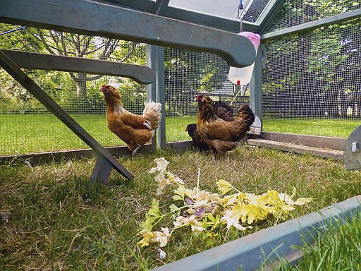 This June 20, 2015 photo shows chickens photographed inside a portable backyard coop near Langley, Wash. They eat large amounts of insects, grasses and seeds. But they also will damage small, tender plants like tomatoes in vegetable gardens. 