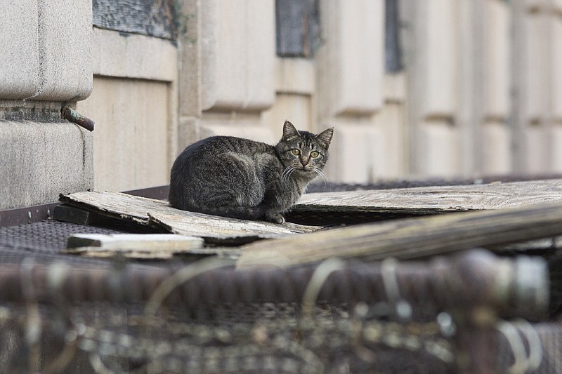 A cat hangs outside the Hotel Grim in downtown Texarkana. 

