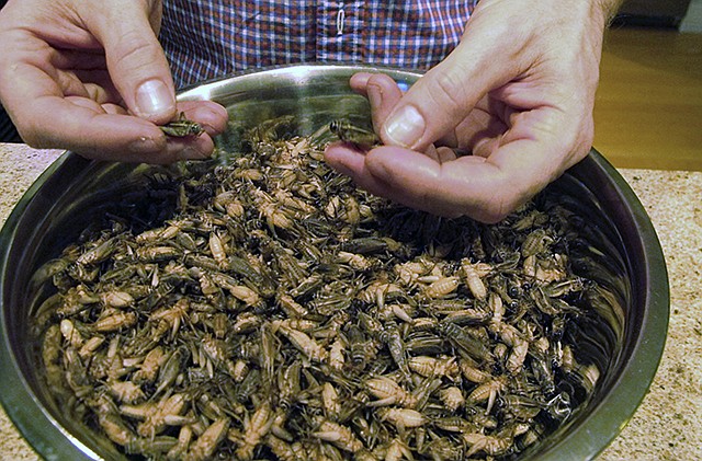 Stephen Swanson shows a bowl of frozen crickets Nov. 30 at Tomorrow's Harvest cricket farm in Williston, Vermont. Farmers are raising the alternative livestock they claim is more ecologically sound than meat, but is sure to bug some people out: crickets.