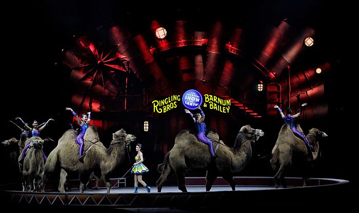 Ringling Bros. and Barnum & Bailey performers ride camels during a performance Saturday in Orlando, Florida. 