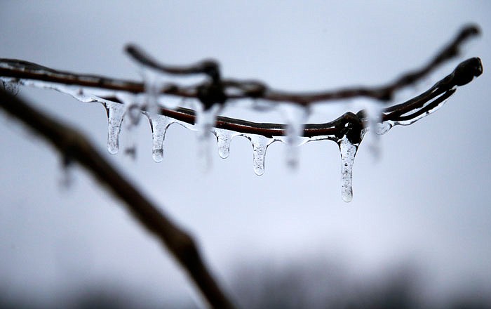 In this Jan. 15, 2017 photo, tiny icicles hang from a tree branch after an ice storm in the Midwest.