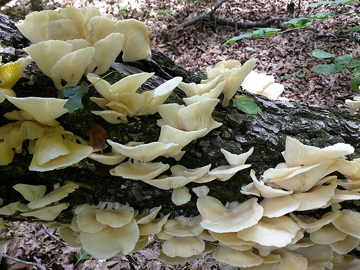 Oyster mushrooms grow all year in Missouri, but you have to find them fast. The yellowish gills on the ones at left reveal a slime mold infestation, and some of those black specks are hungry beetles. Winter oysters are typically a little darker on top.