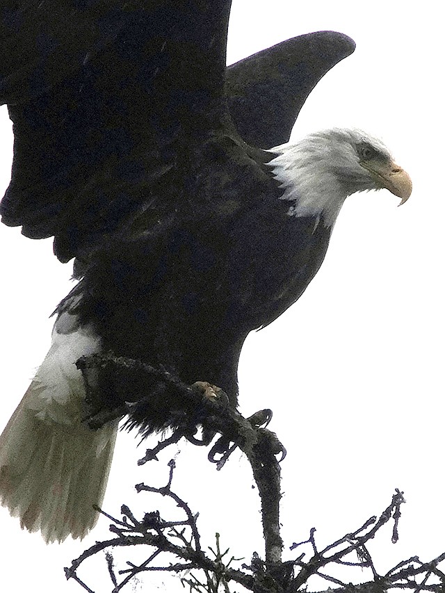 A bald eagle is poised for flight from a treetop perch at the Mendenhall Glacier Recreation Area in Juneau, Alaska. Audubon Society bird counters found the number of bald eagles in 2015 were double the 1995 count. Some farmers and conservationists said the resurgence of the American bald eagle has come at a price.