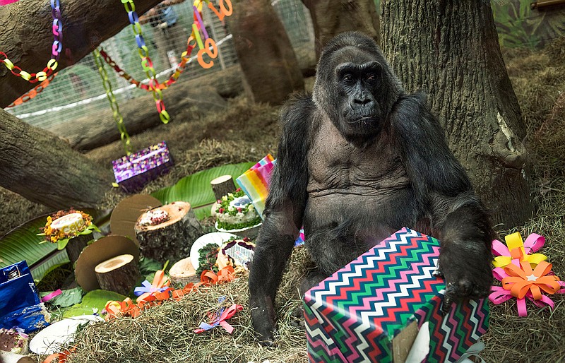 In this Dec. 22, 2016, file photo, Colo, the world's first gorilla born in a zoo, opens a present in her enclosure during her 60th birthday party at the Columbus Zoo and Aquarium in Columbus, Ohio. The Columbus Zoo and Aquarium said Tuesday, Jan. 17, 2017, that Colo, the oldest known gorilla in the U.S., died in her sleep less than a month after her 60th birthday.