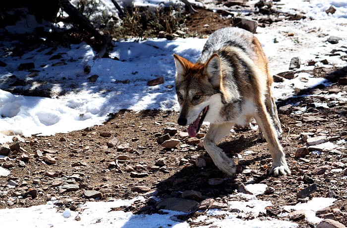 In this December 2011 photo, a female Mexican gray wolf is seen at the Sevilleta National Wildlife Refuge in central New Mexico.