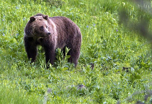 This July 6, 2011, file photo shows a grizzly bear roaming near Beaver Lake in Yellowstone National Park, Wyo. Kids in remote schools in grizzly bear territory might need protection from the animals, so Donald Trump's choice to run the education department, Betsy DeVos, thinks it could be appropriate for teachers and administrators there to carry guns.