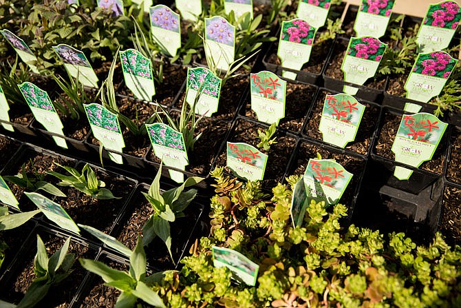 Native plants are seen at a previous Grow Native! plant sale at Runge Nature Center. Growing plants native to the area reduce costs through reducing watering. 