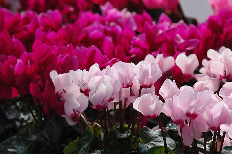 Cyclamen flowers come in all the traditional Valentine's Day colors. 