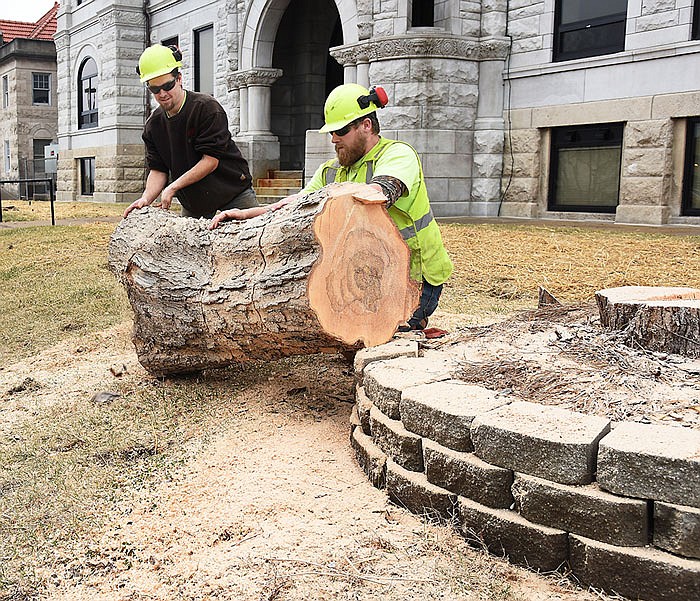 Eric Benoit, left, and Cote McClellan roll a log down the slope to finish cutting it into manageable lengths. The soft maple suffered damage in a summer wind storm that split a portion of the trunk.